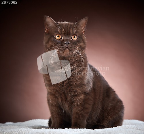 Image of brown british short hair cat