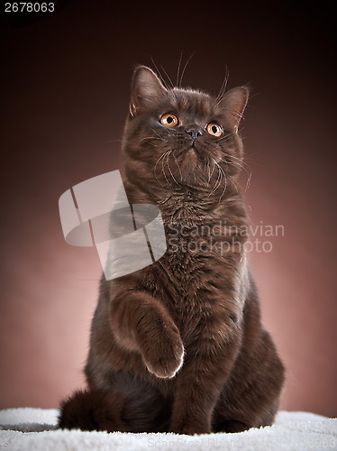 Image of brown british short hair cat