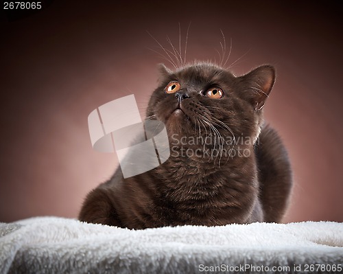 Image of brown british short hair cat