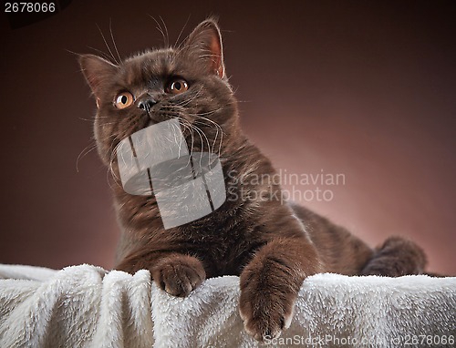 Image of brown british short hair cat