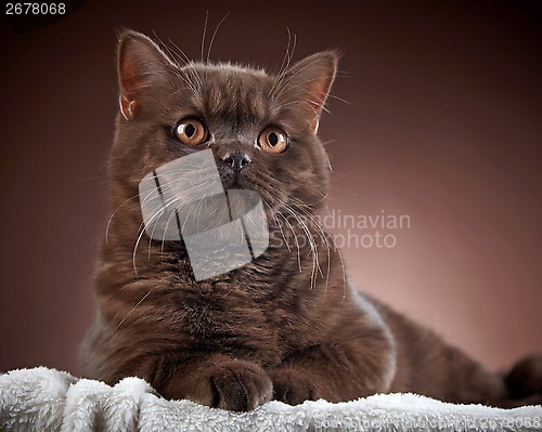 Image of brown british short hair cat