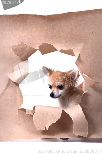 Image of chihuahua and paper hole 