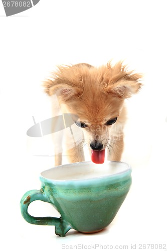 Image of chihuahua and water drink