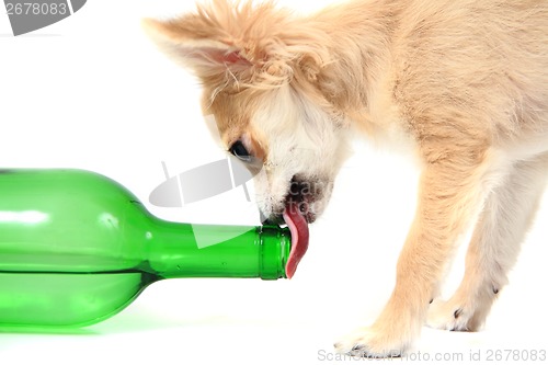 Image of chihuahua drinking white wine 