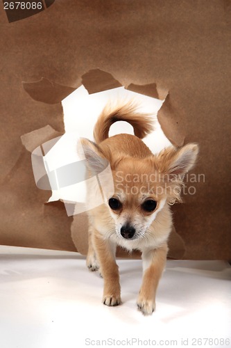 Image of chihuahua and paper hole 