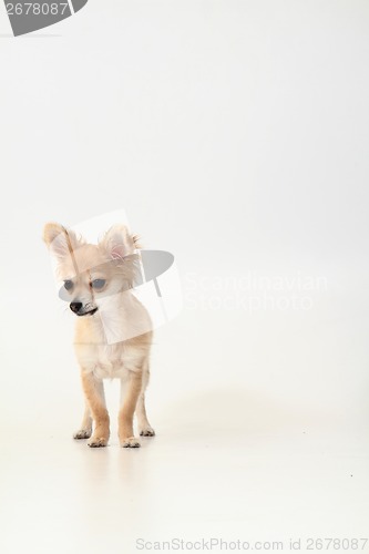 Image of chihuahua in the studio 