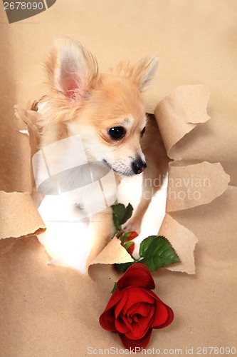 Image of chihuahua and brown paper hole with rose 