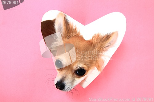 Image of small sweet valentine chihuahua 