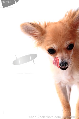 Image of detail of chihuahua and her tongue 