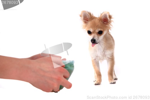 Image of chihuahua and water drink