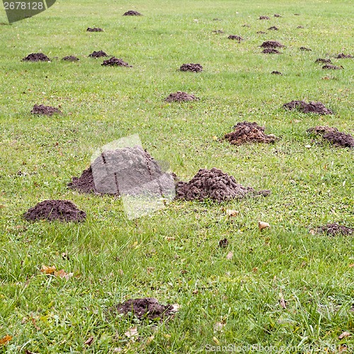 Image of Mole mound