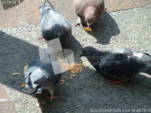 Image of Feeding Time