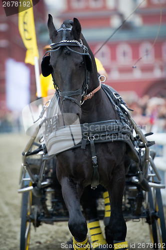 Image of Black friesian horse carriage driving