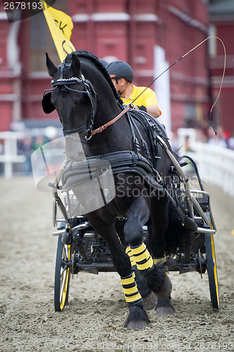 Image of Black friesian horse carriage driving