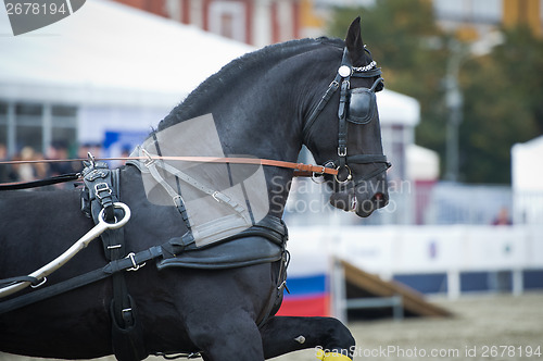 Image of Black friesian horse carriage driving