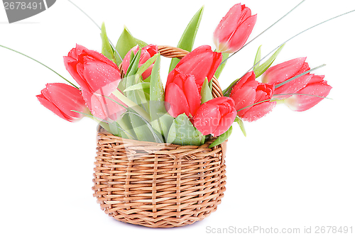 Image of Spring Tulips