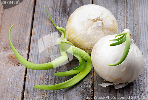 Image of Two Sprouted Onions
