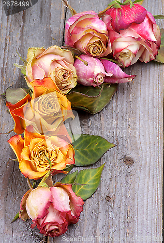 Image of Withered Roses
