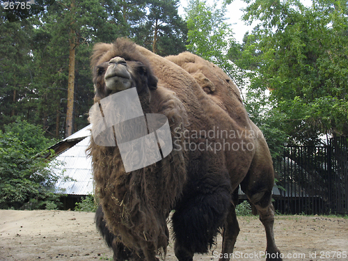 Image of Camel