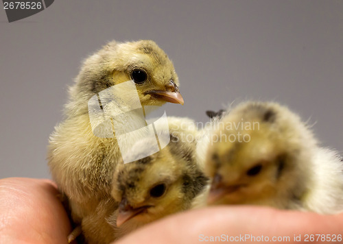 Image of Chick on hand