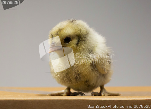 Image of Chick on box