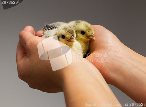 Image of Chick on hand