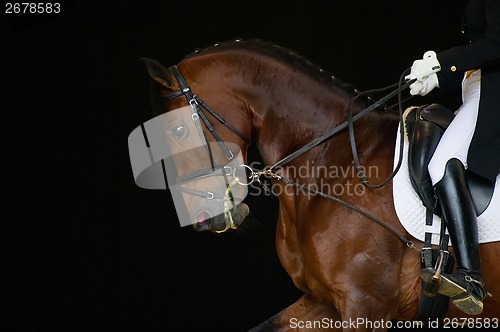 Image of Portrait of bay dressage horse isolated