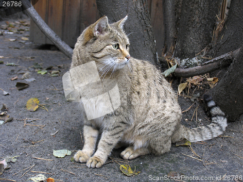 Image of Steppe wild cat