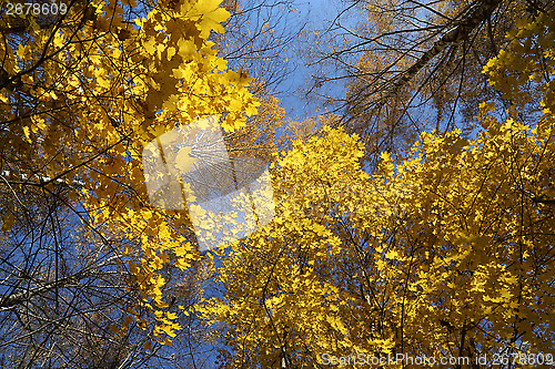 Image of Beautiful autumn trees