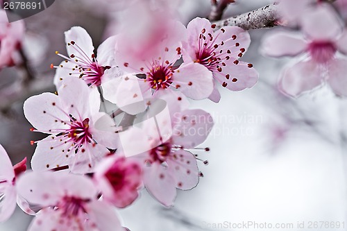 Image of spring blossoms 