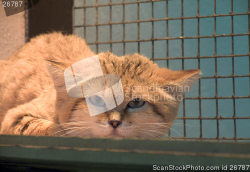 Image of Sand-dune wild cat