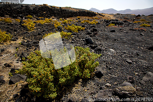 Image of plant flower  bush timanfaya  in los volcanes volcanic   lanzaro