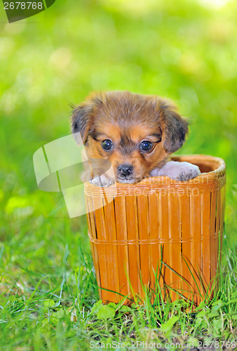 Image of Pekingese puppy dog