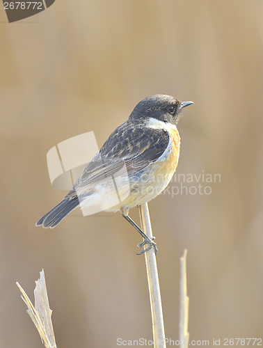 Image of Whinchat (saxicola rubetra)