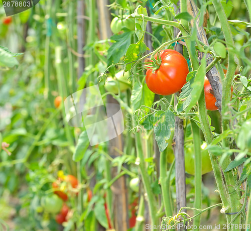 Image of  ripe tomatoes