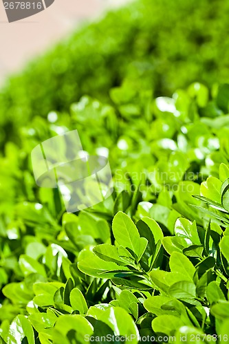 Image of green leaves