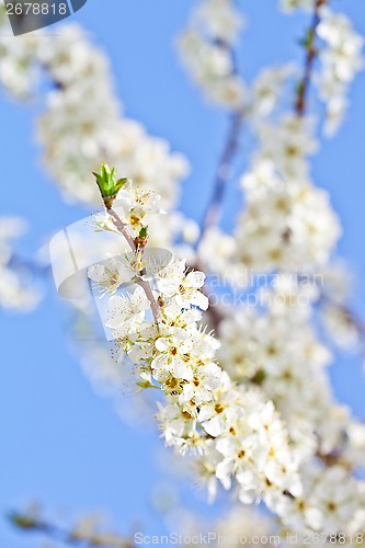 Image of cherry blossom with white flowers