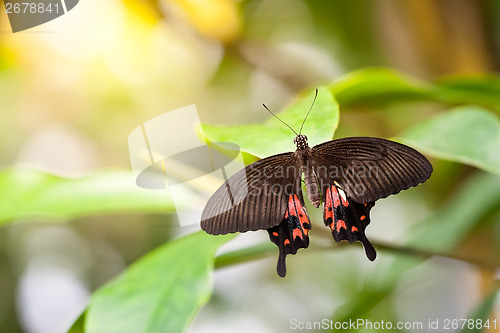 Image of Butterfly Parides Photinus