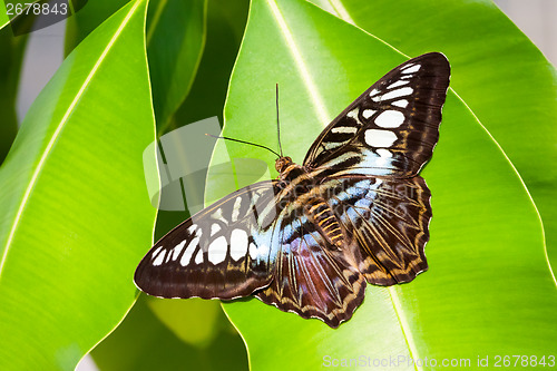 Image of blue tiger striped butterfly