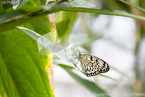 Image of Idea Leuconoe