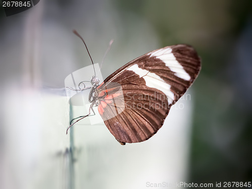 Image of butterfly