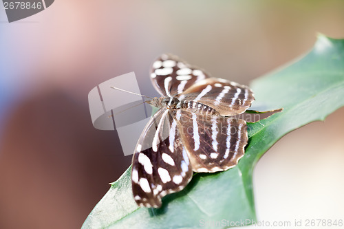 Image of butterfly