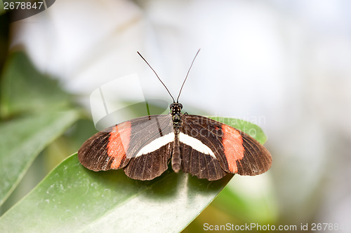 Image of butterfly