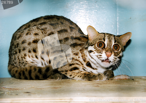 Image of Felis bengalensis