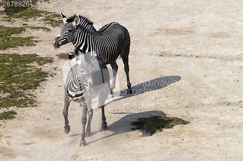 Image of Zebras