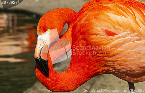 Image of Flamingo