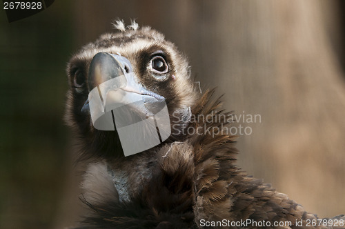 Image of Vulture