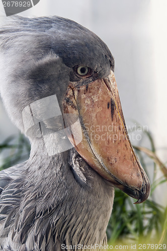 Image of Shoebill 