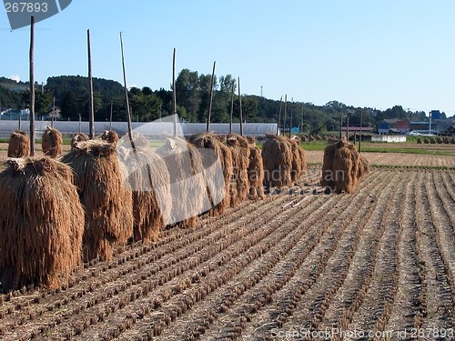Image of Autumn rice field