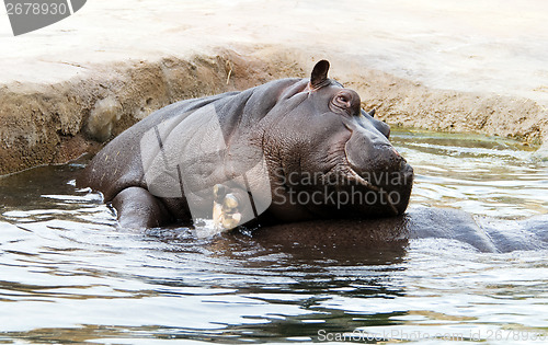 Image of Hippo